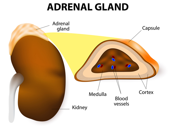 what hormones does the adrenal gland secrete