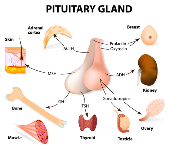 Pituitary Disorders